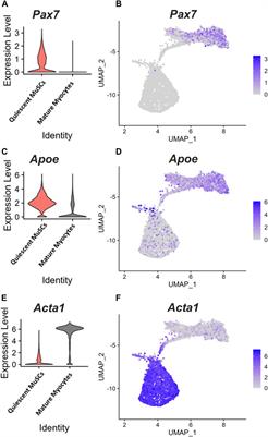 ApoE isoform does not influence skeletal muscle regeneration in adult mice